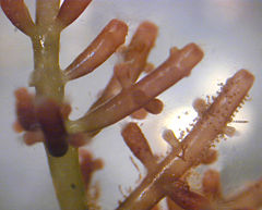 Laurencia, a marine red alga from Hawaii.