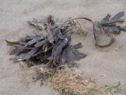 Seaweed is used as a fertilizer