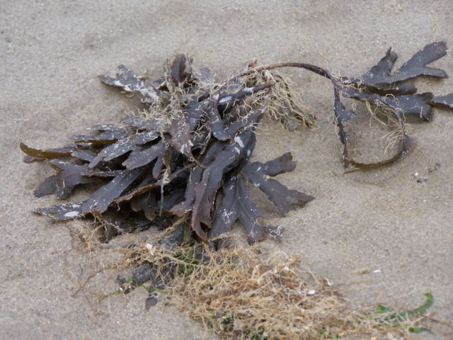 Image:Seaweed.jpg
