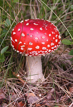The mushroom Amanita muscaria, commonly known as "fly agaric"