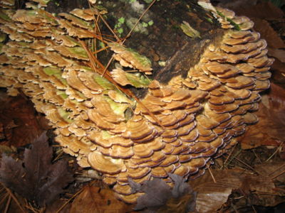 The genus Trichaptum, an example of a polypore, a mushroom without a stalk, fruiting on a log