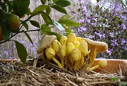 Yellow, flower pot mushrooms (Leucocoprinus birnbaumii) at various states of development