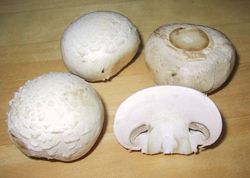 The button mushroom (Agaricus bisporus), one of the most widely cultivated mushrooms in the world.