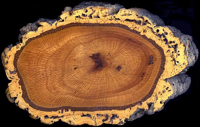 Image:Cork oak trunk section.jpg
