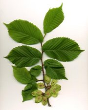Wych Elm leaves and seeds