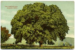 Elm said to be "famous" in Canaan, Connecticut, United States (early 20th century postcard)