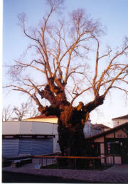 The Biscarrosse Elm, France, planted 1350