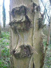 Canker on an Ash tree in North Ayrshire, Scotland.