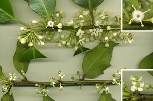 Hollies (here, Ilex aquifolium) are dioecious: (above) shoot with flowers from male plant; (top right) male flower enlarged, showing stamens with pollen and reduced, sterile stigma; (below) shoot with flowers from female plant; (lower right) female flower enlarged, showing stigma and reduced, sterile stamens with no pollen.