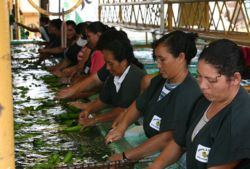 Women in Belize sorting bananas and cutting them from bunches.