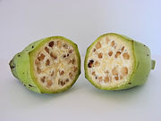 Fruits of wild-type bananas have numerous large, hard seeds.