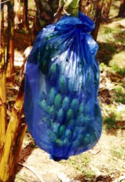 Banana bunches are sometimes encased in plastic bags for protection.  The bags may be coated with pesticides.