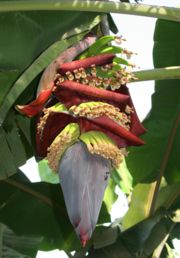 Banana plant, Luxor, Egypt - Bananas are continually cropped, fruits from higher in the inflorescence being taken before the lower part opens.