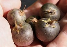 The toxic fruits produced by mature potato plants