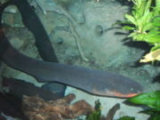 The electric eel, Electrophorus electricus