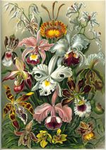 Darwin noted that orchids exhibited a variety of complex adaptations to ensure pollination; all derived from basic floral parts.