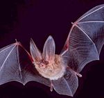 A bat is a mammal and its forearm bones have been adapted for flight.