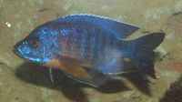 There are numerous species of cichlids that demonstrate dramatic variations in morphology.