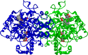 Structure of COX-2 inactivated by Aspirin. In the active site of each of the two monomers, Serine 530 has been acetylated. Also visible is the salicylic acid which has transferred the acyl group, and the heme cofactor.