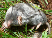 Another picture of a mole