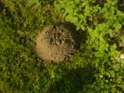 A mole hill