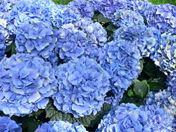The Hydrangea macrophylla blossoms in pink or blue, depending on soil pH. In acidic soils, the flowers are blue; in alkaline soils, the flowers are pink.