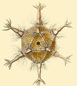 Circogonia icosahedra, a species of Radiolaria, shaped like a regular icosahedron.
