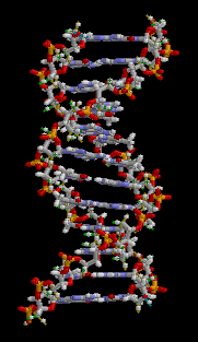 Animation of a section of DNA rotating.