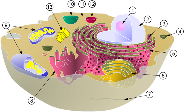 Image:Biological cell.svg