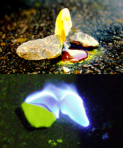 Sulfur melts to a blood-red liquid. When burned, it emits a blue flame.