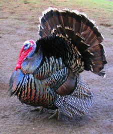 A domestic male North American turkey M. gallopavo