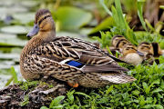Female mallard and ducklings - reproduction is essential for continuing life