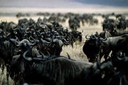 Wildebeest in Ngorongoro Conservation Area, Tanzania. Note the tendency to congregate, one of nature's displays of what is sometimes called the herding instinct or herd behavior.