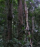 The Daintree Rainforest, a wilderness area in Queensland, Australia.