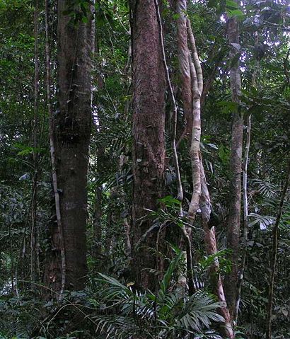 Image:Daintree Rainforest.JPG