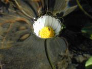 This daisy is under the water level, which has risen gently and smoothly. Surface tension prevents the water from submerging the flower.
