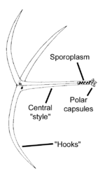 Diagram of the structure of a triactionmyxon stage spore of Myxobolus cerebralis