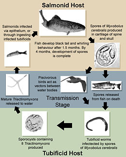 Life cycle of M. cerebralis. Click to enlarge.