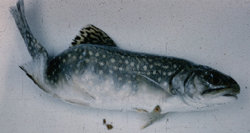 Skeletal deformation in a mature Brook trout caused by M. cerebralis infection.  Photo by Dr. Thomas L. Wellborn, Jr.