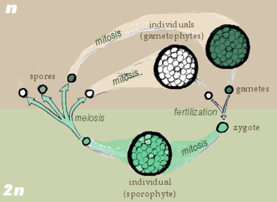 Sporic or diplohaplontic life cycle. A diploid (2n) sporophyte undergoes meiosis to produce haploid (1n) reproductive cells, often called spores. Haploid cells undergo mitosis to produce a gametophyte. The gametophyte produces haploid gametes which fuse to form a diploid zygotic sporophyte.