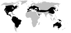 Distribution of Hylidae (in black)