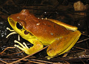Stoney Creek Frog Litoria wilcoxi