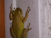Cuban Tree Frog Osteopilus septentrionalis