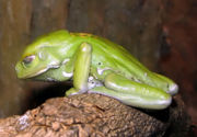Waxy Monkey Leaf Frog Phyllomedusa sauvagii