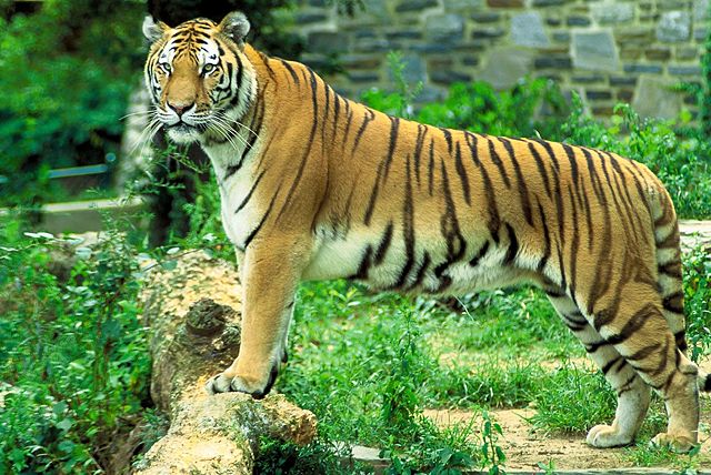 Image:Panthera tigris tigris.jpg