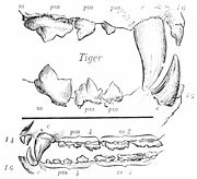 Tiger dentition. The large canines are used to make the killing bite, but they tear meat when feeding using the carnassial teeth