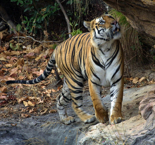 Image:Tiger Bandavgarh adjusted levels.jpg