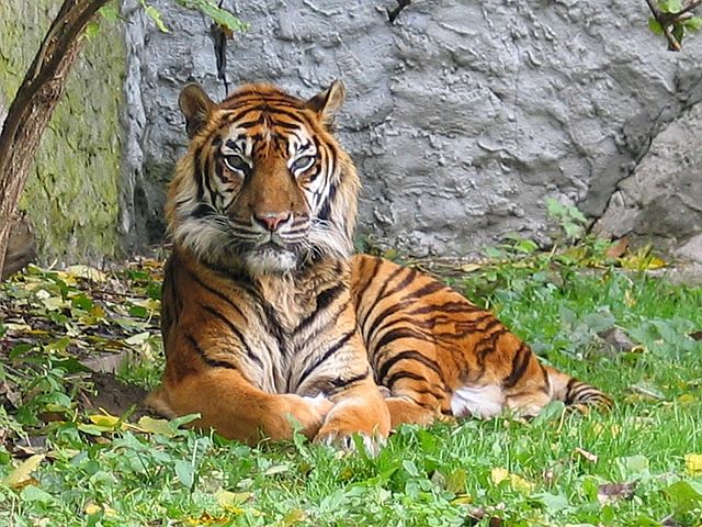 Image:Panthera tigris sumatran subspecies.jpg