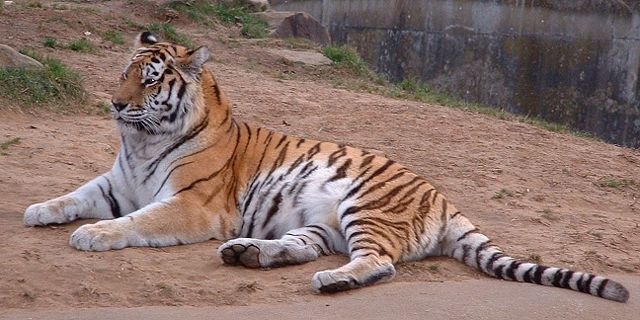 Image:Siberian-Tiger.jpg