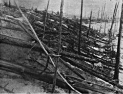 Evidence of the Tunguska event (June 30). Photo taken 19 years later.